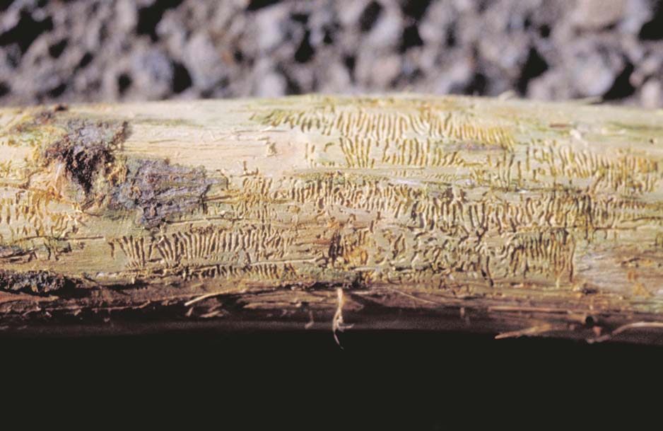 beetle galleries